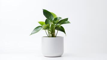 foto do anubiasin minimalista Panela Como planta de casa para casa decoração isolado em branco fundo. generativo ai