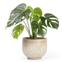 monstera deliciosa folha, a Ceriman, floração plantar nativo para tropical florestas Palma folha com orifício padronizar isolado em branco fundo, gerar ai foto