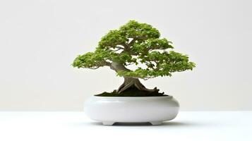 foto do bonsai dentro minimalista Panela Como planta de casa para casa decoração isolado em branco fundo. generativo ai