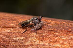 mosca ladrão adulta foto