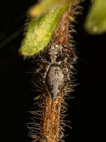 pequena aranha lince foto