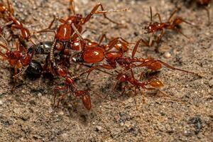 adulto fêmea neivamyrmex exército formigas foto