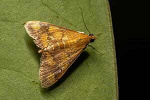 mariposa menta adulta foto