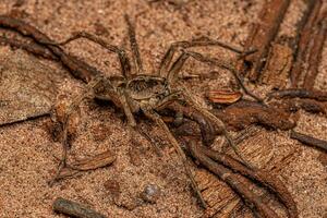 pequena aranha lobo foto