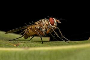 mosca de cerdas adulta foto