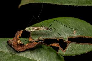 mosca guindaste limonida adulta foto