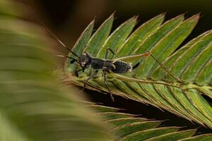 pequeno cricket verdadeiro foto