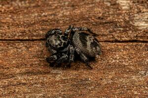 aranha saltadora fêmea adulta foto