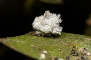 larva de crisálida verde foto