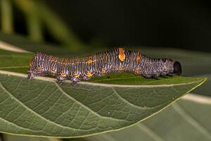 pequena larva de borboleta foto