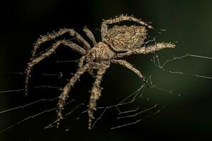 pequena aranha orbweaver foto