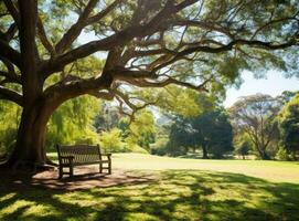 Banco debaixo uma árvore dentro Sydney parque foto