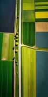 generativo ai, Fazenda paisagem, agrícola Campos, lindo interior, país estrada. natureza ilustração, fotorrealista topo Visão drone, vertical formato foto