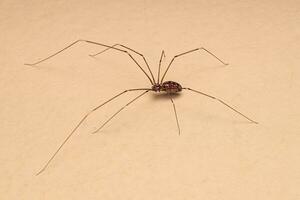 adulto fêmea pálido Papai pernas longas aranha foto