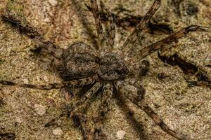 pequena aranha longspinneret foto