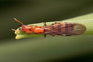 adulto cecropia formiga rainha foto