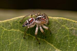 pequena aranha saltadora foto