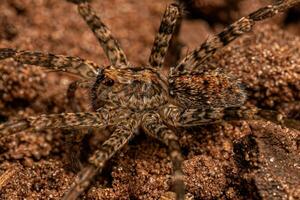 aranha errante adulta foto