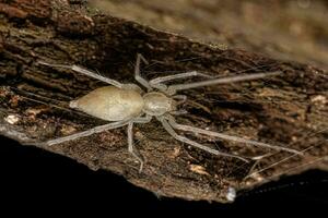 aranha fantasma fêmea adulta foto