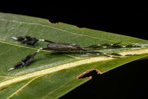 mosca guindaste limonida adulta foto