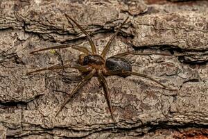 pequena aranha corinóide foto