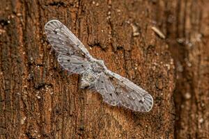 adulto derbid planthopper foto