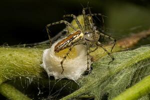 aranha lince fêmea adulta foto