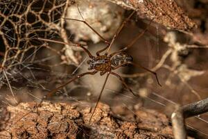 aranha cuspideira marrom adulta foto