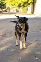 animal mamífero cachorro abandonado foto