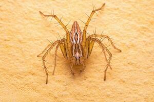 aranha lince listrada fêmea foto