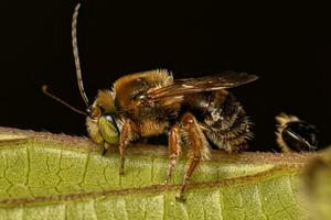 adulto longhorn abelha foto