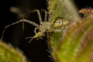 pequena aranha lince foto