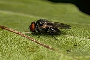 adulto lança mosca foto