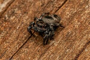 aranha saltadora fêmea adulta foto