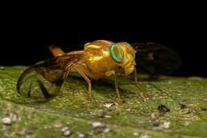 mosca da fruta adulta foto