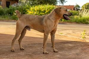 cachorro abandonado em a rua foto