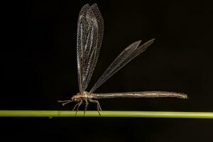 antlion de cauda longa adulto foto