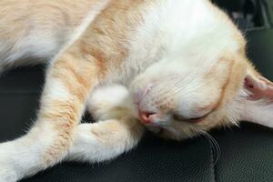retrato do laranja gato dormindo e deitado baixa dentro carro assento foto