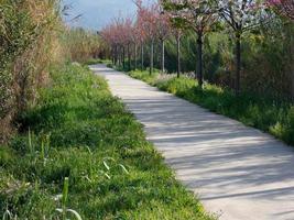 cores em torno de uma estrada rural na primavera foto