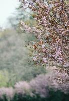 uma árvore com Rosa flores dentro a Primavera foto