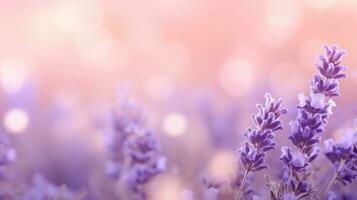 lavanda campo fundo foto