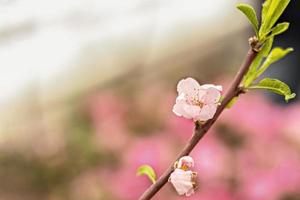 fundo de natureza abstrata linda primavera floral. ramos com flores de cerejeira rosa, sakura. para cartões de páscoa e primavera com espaço de cópia