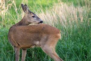 ovas cervo, Capreolus capreolus. selvagem ovas veado dentro natureza. foto