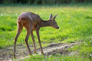 ovas cervo, Capreolus capreolus. selvagem ovas veado dentro natureza. foto