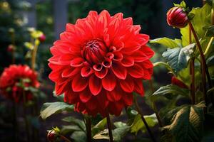 cheio flor fechar-se lindo dália flores dentro a jardim foto