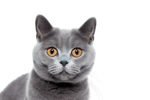 retrato do britânico azul gato isolado em branco fundo foto