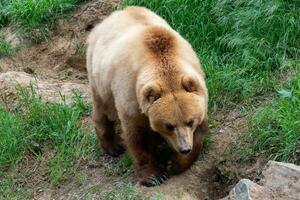 Kamchatka urso. Ursus arctos beringianus foto