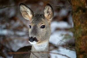 selvagem ovas veado dentro inverno natureza. Capreolus capreolus. foto