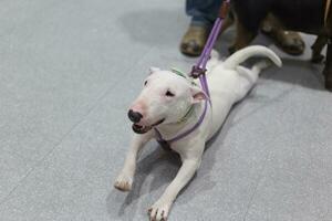 touro terrier cachorro com cachorro trela em a chão dentro a animal expo com pessoas pés foto