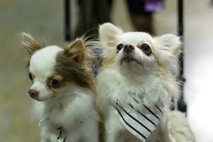 fechar acima adorável branco Castanho chihuahua cachorro olhando acima com fofa face dentro a cachorro carrinho dentro animal expo corredor foto